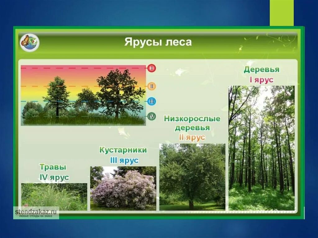 Этажи леса для дошкольников. Этажи леса презентация. Этажи леса презентация. Этажи леса. Модель этажи леса.