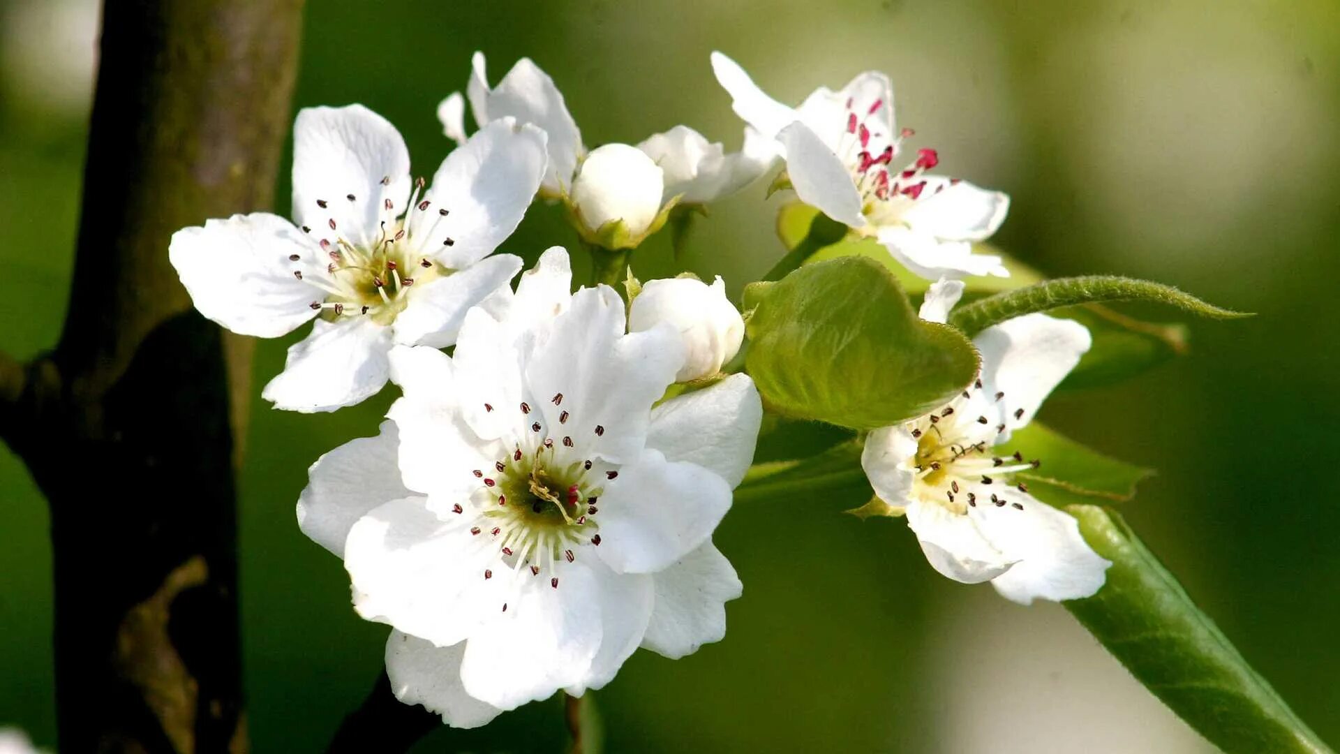Весенне чудо. Весна солнце. Весеннее царство. Очарование весны картинки. Весеннее чудо.
