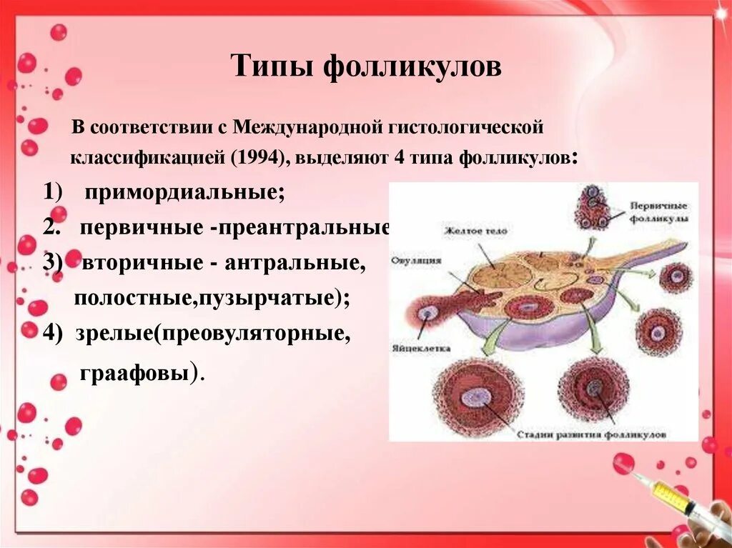 Процесс созревания фолликула в яичнике. Преовуляторные фолликулы. Классификация фолликулов яичника. Структура фолликула яичника.