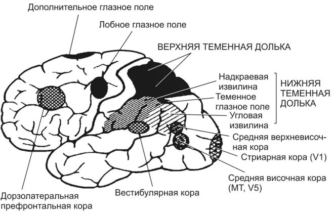 Извилины мозга центры. Верхняя теменная долька. Верхняя и нижняя теменные дольки. Извилины теменной доли анатомия. Угловая извилина нижней теменной дольки.