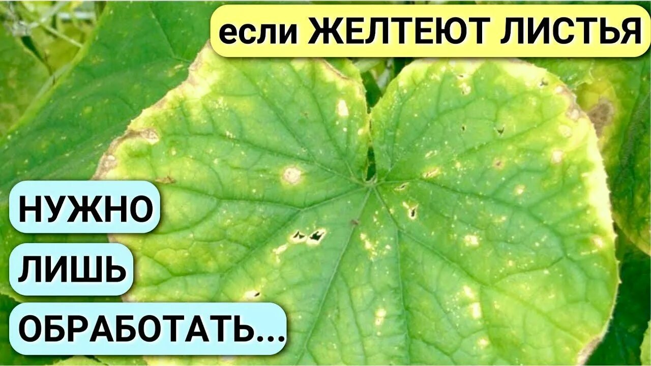 В теплице в августе желтеют листья огурцов. Средство от пожелтения листьев. что нехватает россаде желтеют листья. аллергия на листья огурцов. беет лист у огурца.