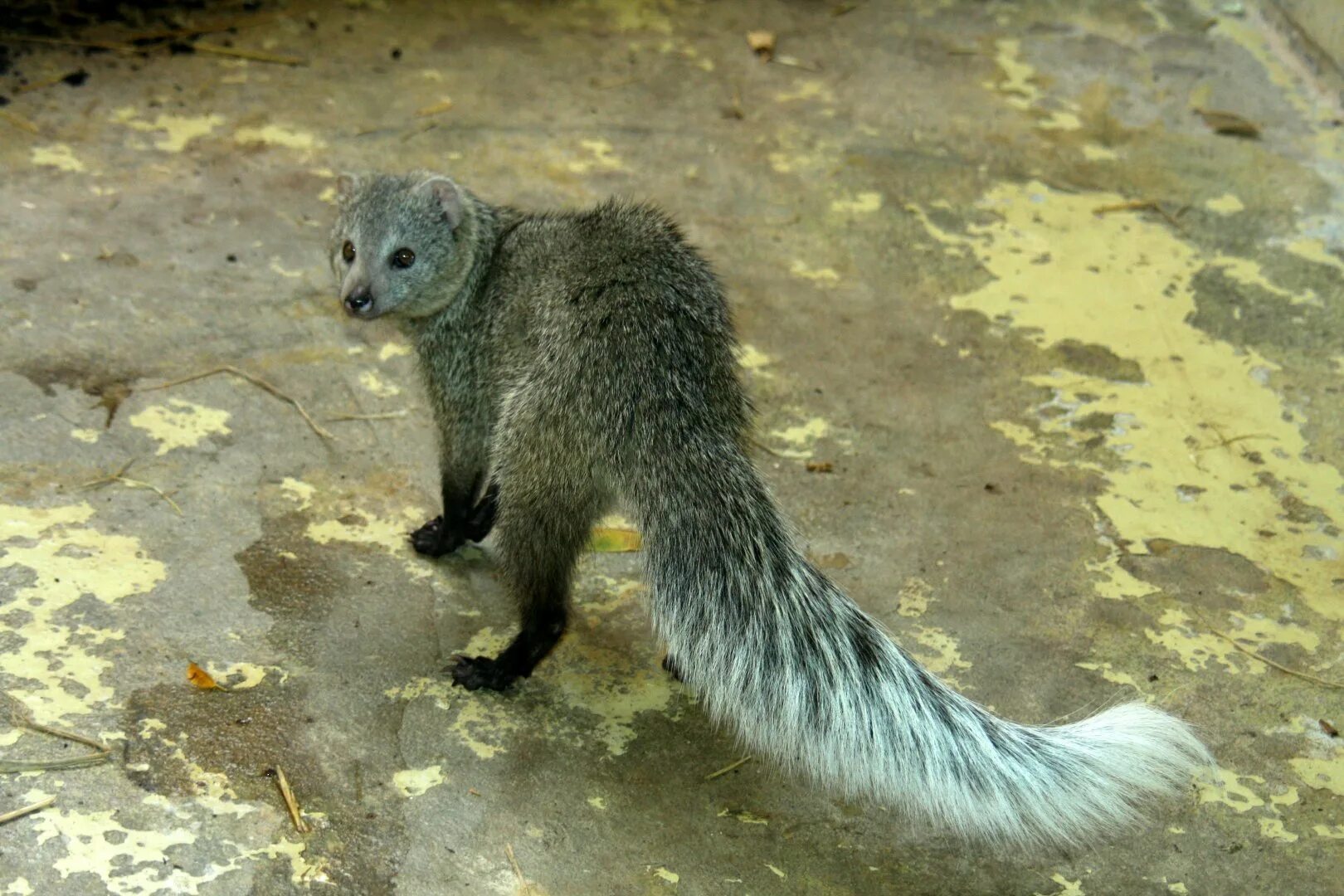 Белохвостый Мангуст. Мангуст Шри Ланка. White-tailed Mongoose. Ichneumia albicauda.