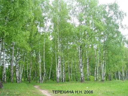 Осинки погода вязниковский