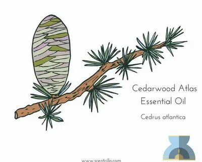 Atlas cedar