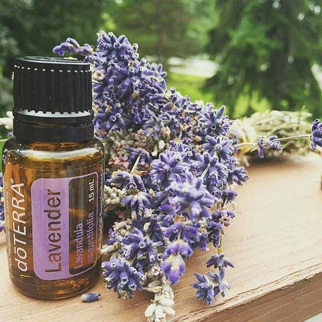 Духи salvia sclarea. Doterra чайное лаванда. Кипарис дотерра. Клементин дотерра эфирное. Эфирное масло лаванда do terra.