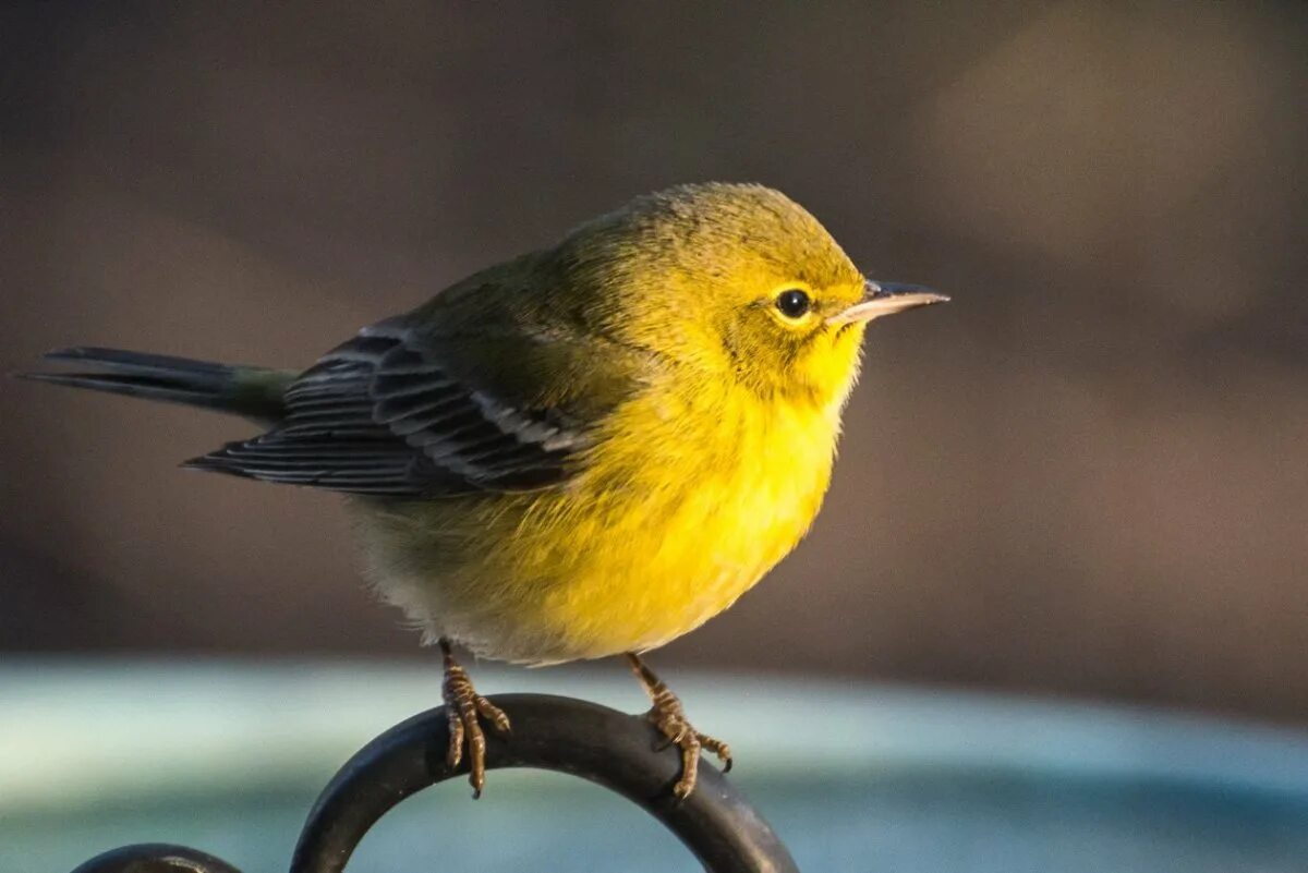 Маленькая желто серая птичка. Отряд воробьиных желтогрудка. Птица Yellow Rumped Warbler. Птичка с желтым брюшком. Желтогрудка птенец.