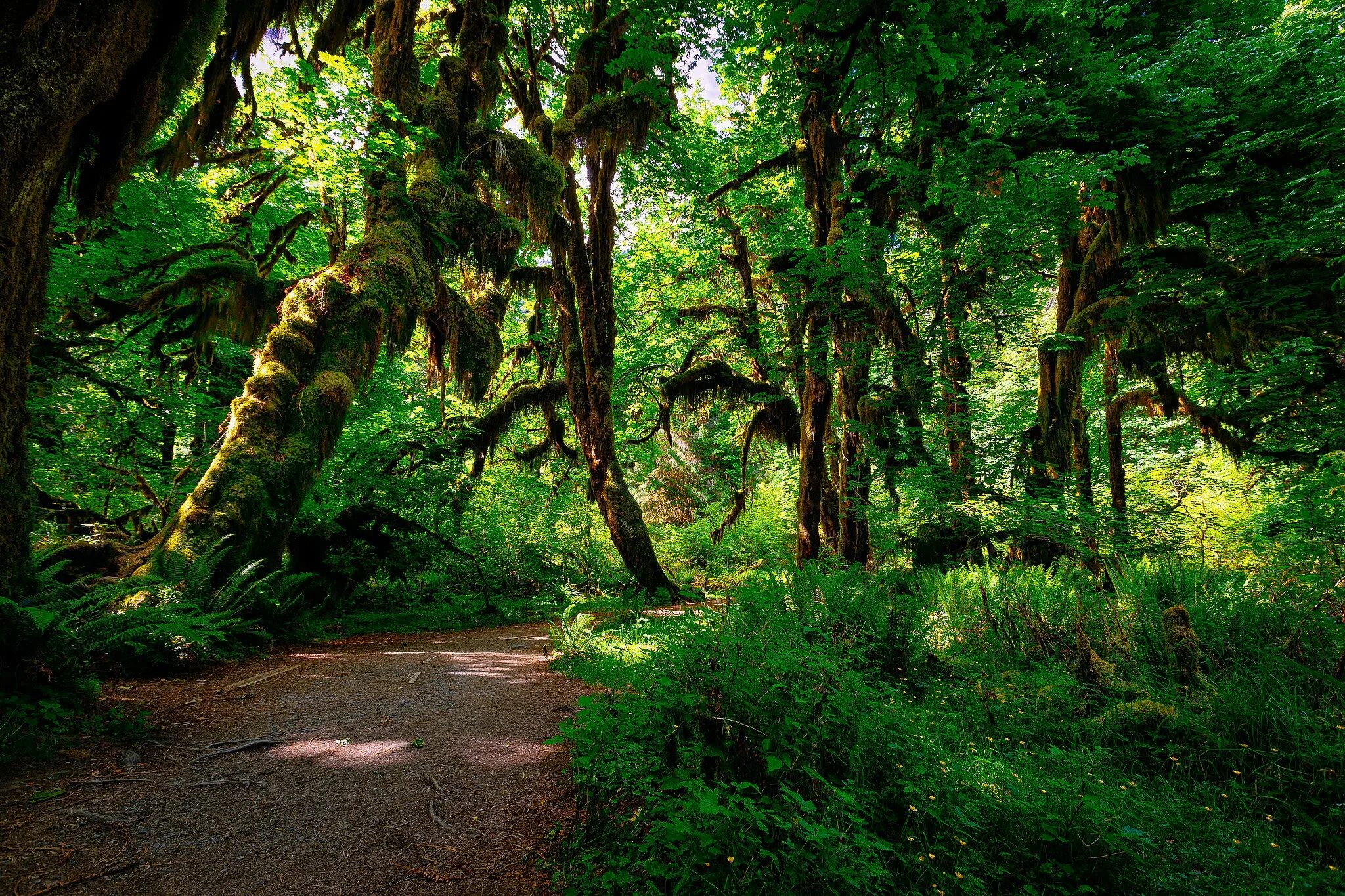 Джунгли сельва. Тропик лес. Чунцин тропические джунгли. Дикие джунгли филиппины. Бразилия джунгли амазонки.