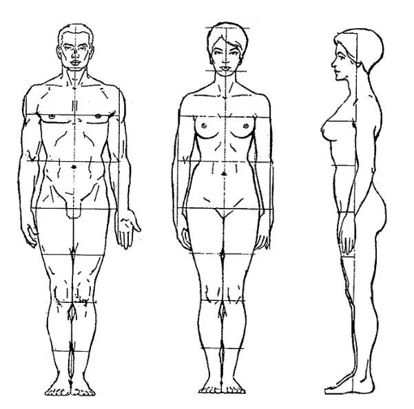 Схема человека. Соотношение пропорций тела человека. Пропорции тела человека анатомия. Пропорции мужского и женского тела. Пропорции мужской и женской фигуры.