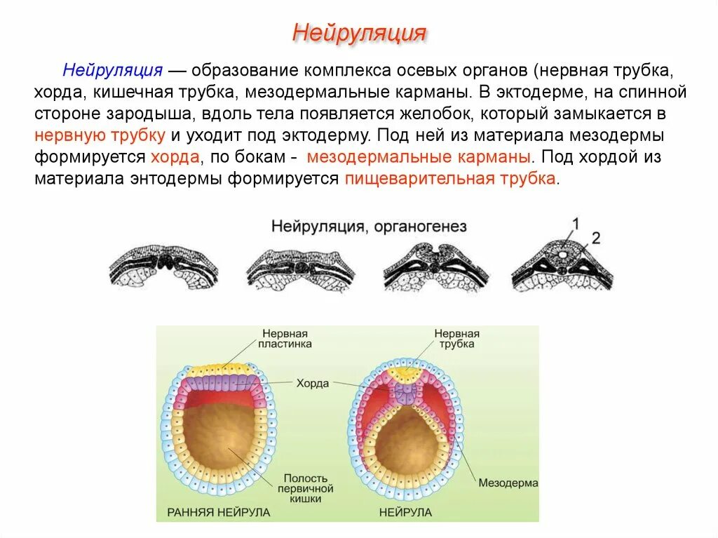 Спинной мозг из эктодермы. Онтогенез нейруляция. Нейруляция у зародыша человека. Нейрула образование нервной трубки. Нейрула хордовых.