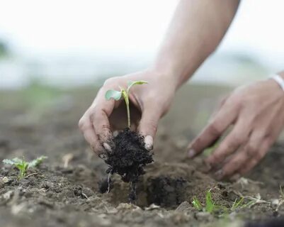 Plant off