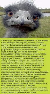 Почему птицы нормально функционируют при температуре 40