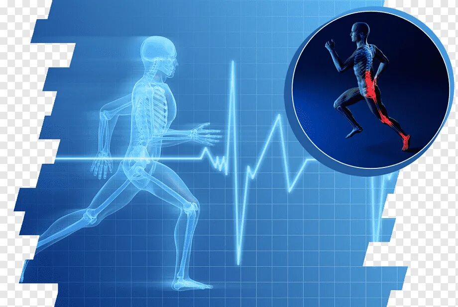 Физически развитый человек. Костно мышечный аппарат человека. Физиология спортсмена. Опорно двигательный аппарат. Физиология спортсмена.