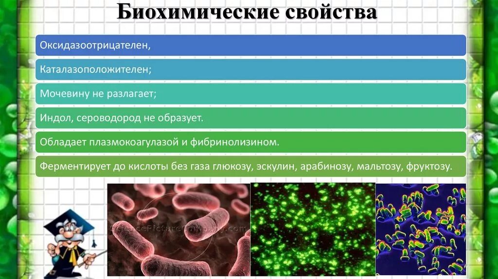 Биохимические свойства. Каталазоположительные бактерии. Каталазоотрицательные микроорганизмы это. Биохимические свойства микроорганизмов.