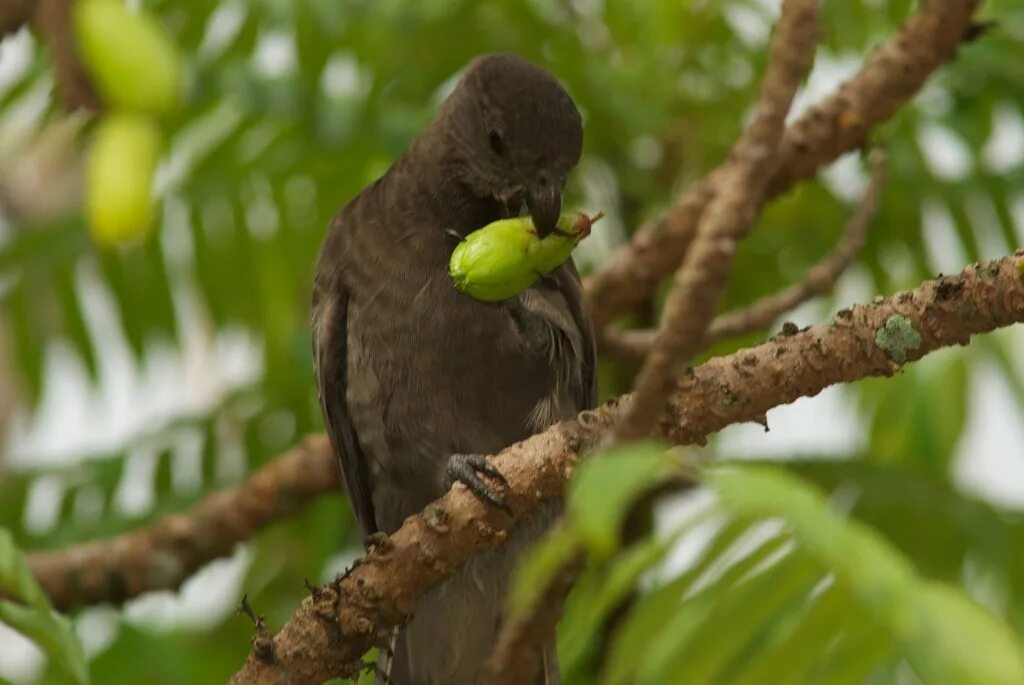 weißer vogel zwischen pflanzen in seychellen tierwelt