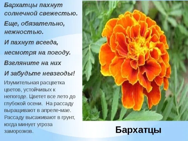 Бархатцы значение цветка. Бархатцы цветы. бархатцы описание растения. строение календул и бархатцев. вонючие бархатцы.