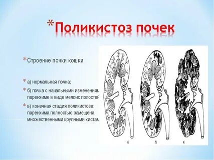 Почки 4 животных
