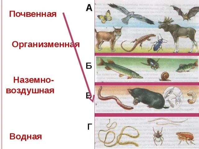 Особенность среды водная наземно воздушная почвенная организменная. Водная наземно воздушная почвенная организменная. Наземно воздушные водные почвенные организмы. Почвенная и организменная среда обитания. Среда обитания водная наземно-воздушная почвенная организменная.