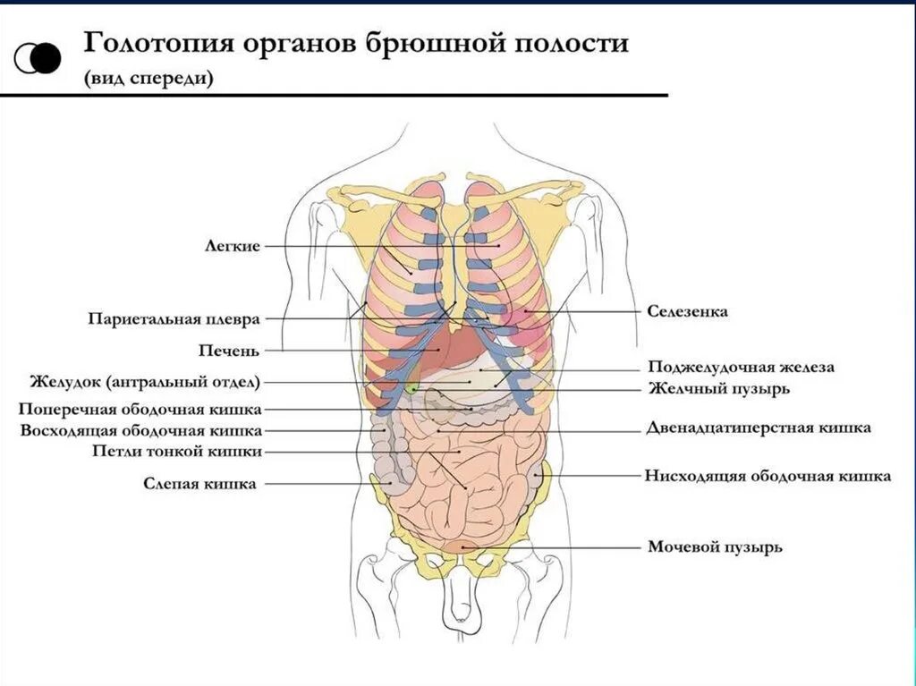 Какие железы расположены в брюшной полости. Анатомия органов брюшной полости человека схема расположения. Схема внутренних органов человека брюшной полости мужчины. Расположение органов у человека в брюшной полости картинка спереди. Схема органов брюшной полости человека женщины.