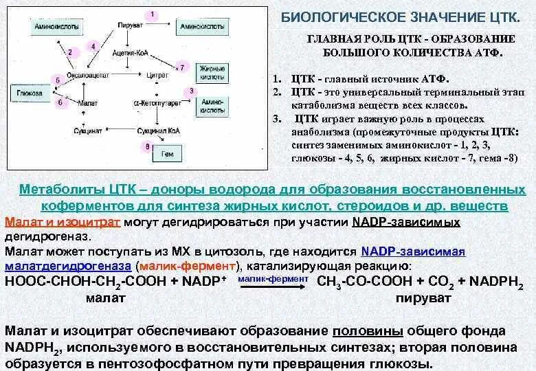 Биологическое значение цикла трикарбоновых кислот. Биологическое значение ЦТК. Биологическая роль цикла трикарбоновых кислот. Роль ЦТК биохимия. На каких этапах происходит образование атф