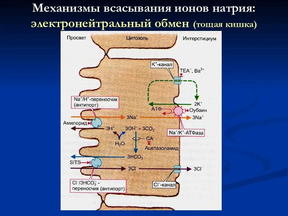 В тонкой кишке происходит всасывание воды. Механизмы всасывания натрия в кишечнике. Механизмы всасывания физиология. Всасывание в ЖКТ физиология. Физиологические механизмы всасывания в кишечнике.