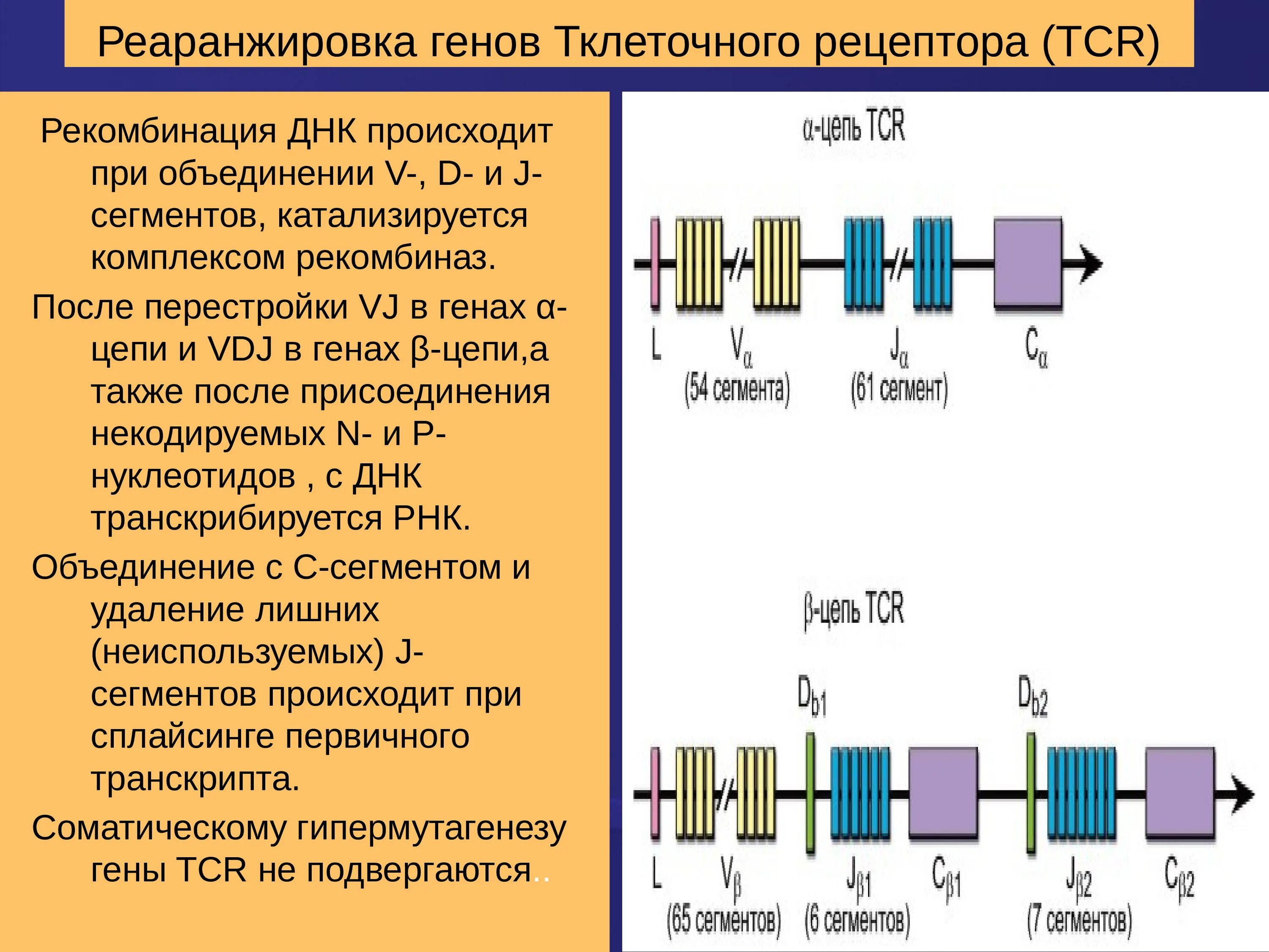 Перестройка генома. Реаранжировка генов т клеточного рецептора. Механизмы формирования т клеточных рецепторов. Схема перестройки генов кодирующих т клеточный Рецептор. Гены, кодирующие в-клеточный Рецептор..