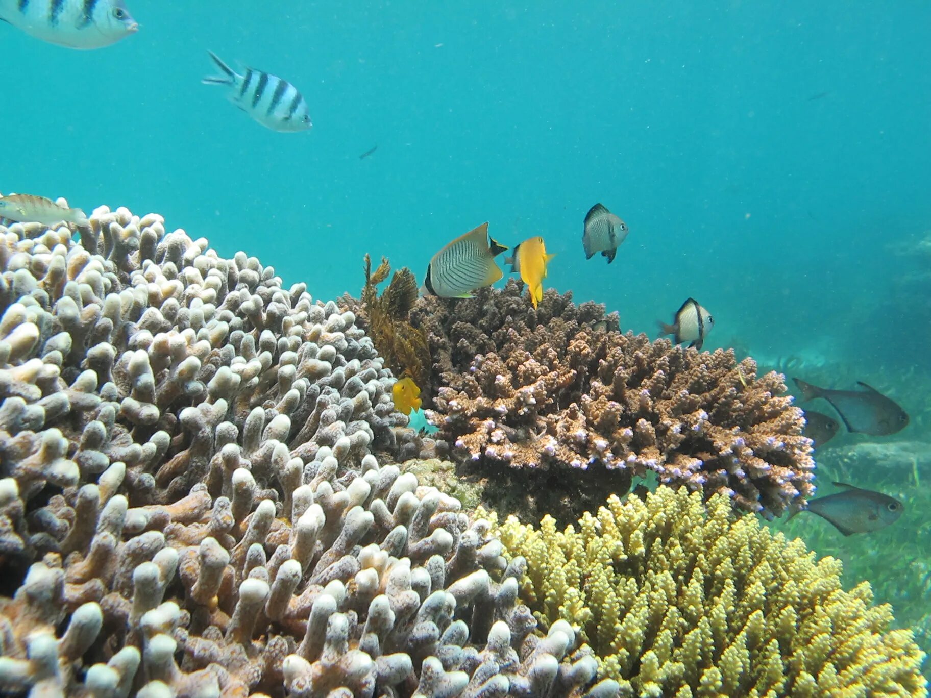 Coral вода. Кораллы в воде. Кораллы без воды. Корал майн. Коралл майн фото.