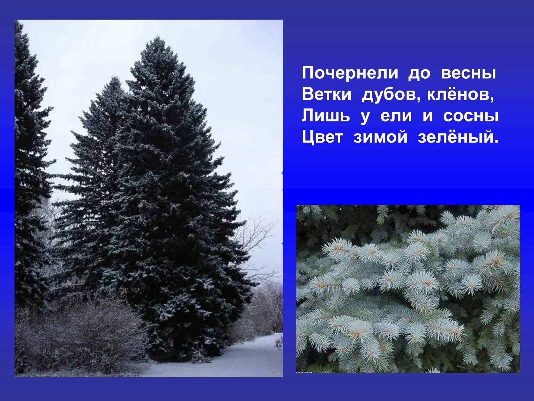 Какой номер у ели. Деревья зимой стих. стихотворение о ели. стихотворение про ель. стихи про зимние деревья.