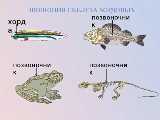 Эволюция скелета хордовых. Опорно двигательная система хордовых 7 класс. Хорда скелет. Эволюция скелета позвоночных.