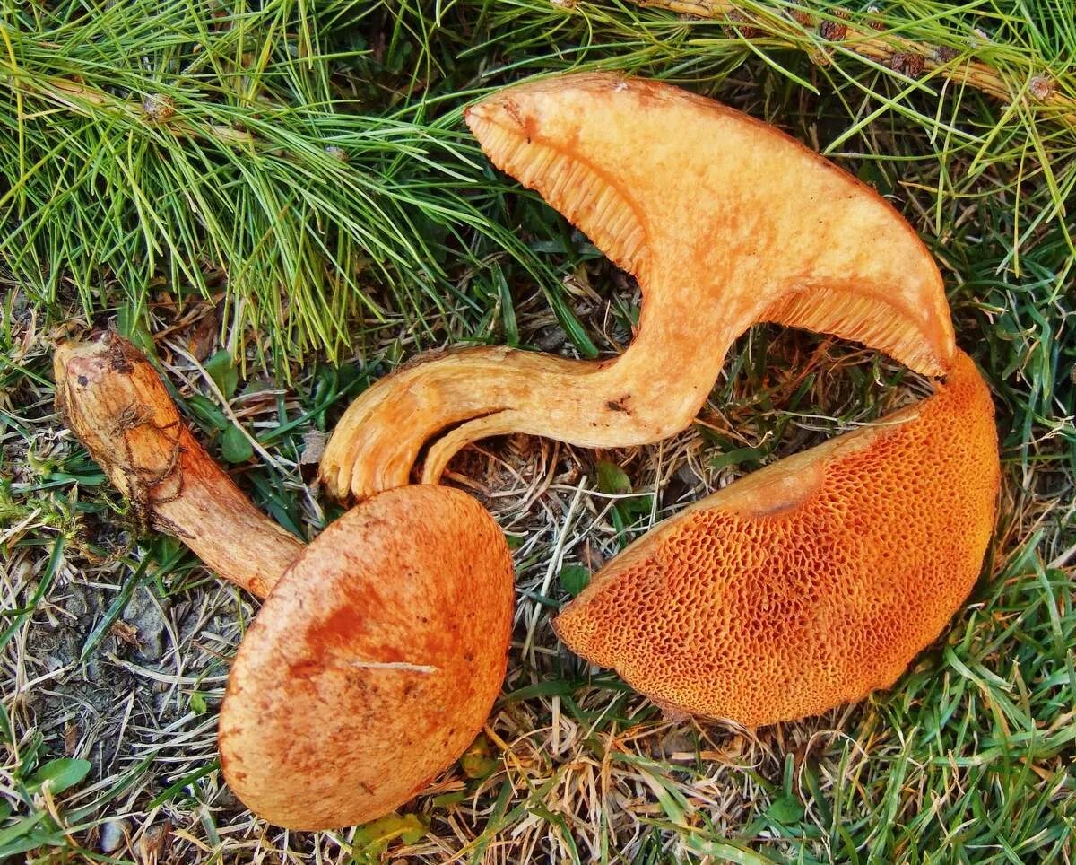 Рыжики польза. Масленок рыже-красный (Suillus tridentinus. Масленок рыжий (Suillus collinitus). Оранжевый гриб ложный масленок. Рыжики и маслята.