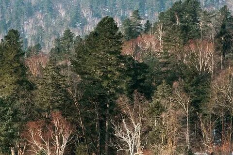 В дубовом редколесье сихотэ