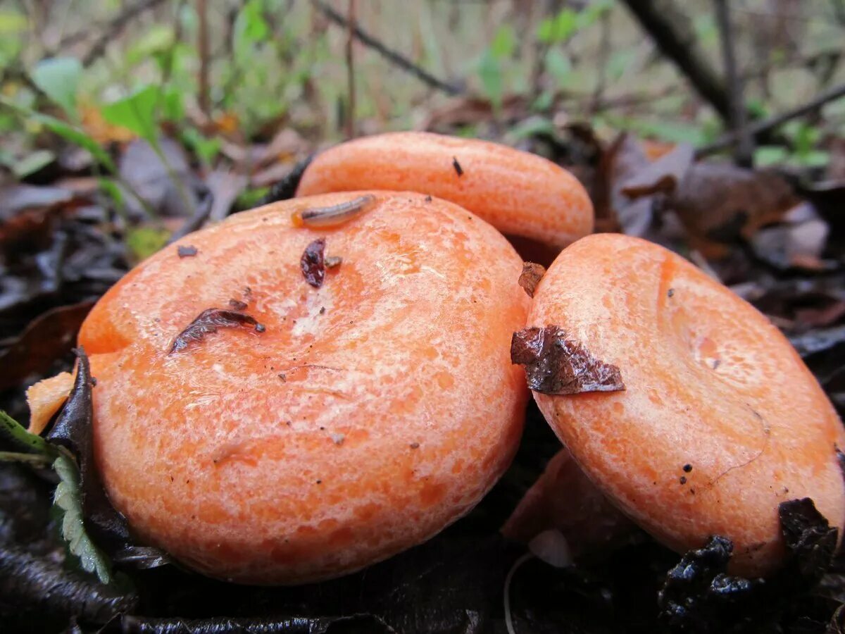 Рыжик идет. Млечник Рыжик гриб. Рыжик Сосновый/Боровой (Lactarius deliciosus);. Рыжик Боровой Сосновый. Гриб Рыжик гриб Рыжик.