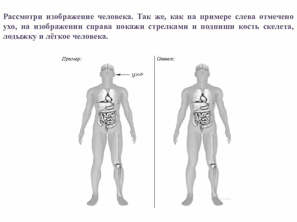 Практическая работа человек. Рассмотри изображение человека покажи стрелками. Практические задания по анатомии. Рассмотри изображение человека покажи стрелками и Подпиши. Ассмотриизображениечеловека. Покажистрелкамииподпиши.