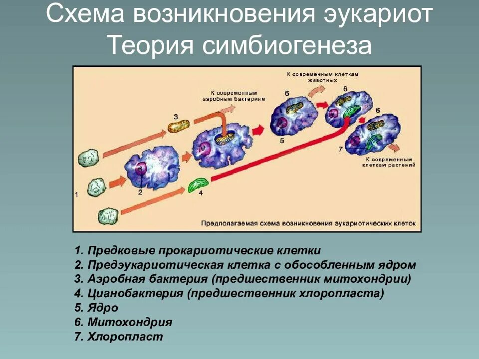 Эволюция эукариотических организмов. Эволюция клетки симбиотическая теория. Эволюция эукариотической клетки. Схема симбиотического возникновения эукариот. Гипотезы происхождения эукариотических клеток. Теория симбиогенеза..