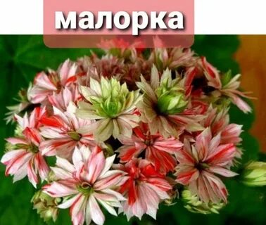 Мальорка пеларгония