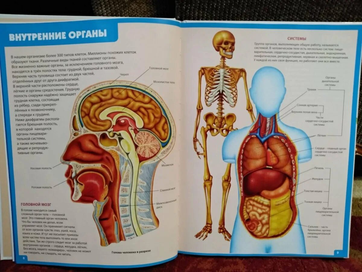 Анатомия детская книга. Анатомия человека для детей. анатомия энциклопедия для детей. тело человека анатомия для детей.