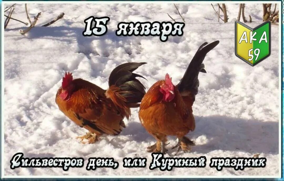 15 января через