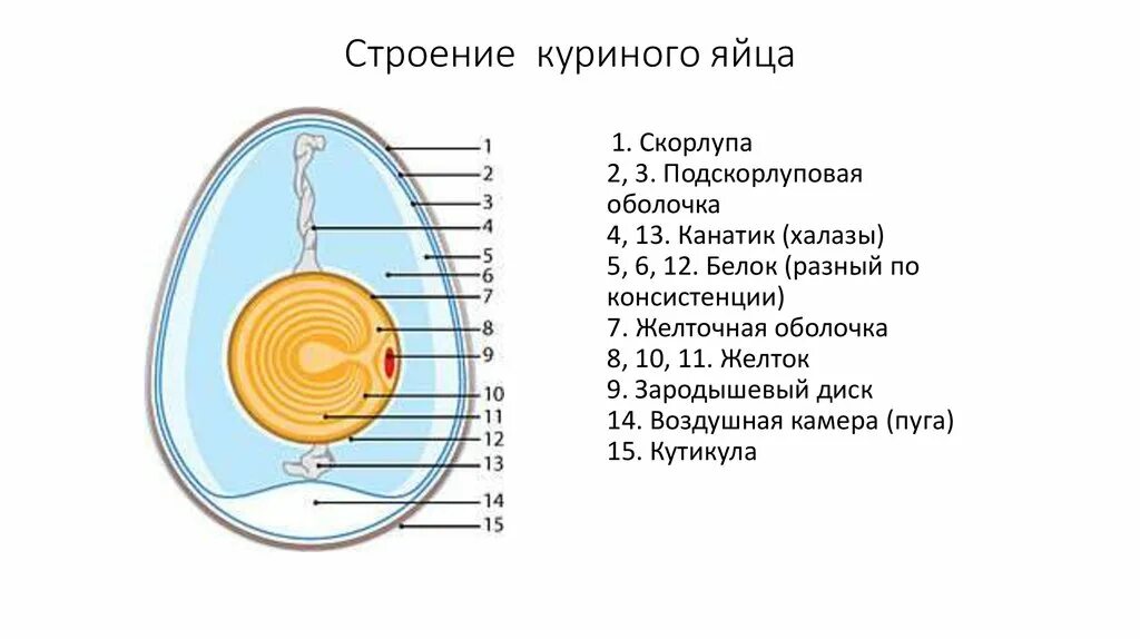 Схема строения куриного яйца биология 9 класс. Схема строения яйца птицы. Строение яйца птицы 8 класс биология. Схема строения яйца курицы.