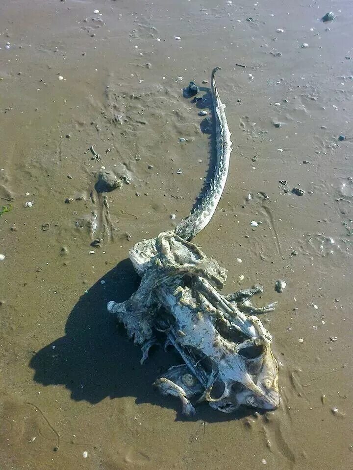 Неведомые моря. Странные морские существа. Морские чудовища. Неизведанные морские существа.