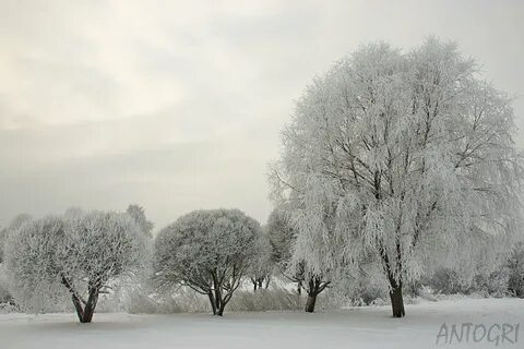Осин снег