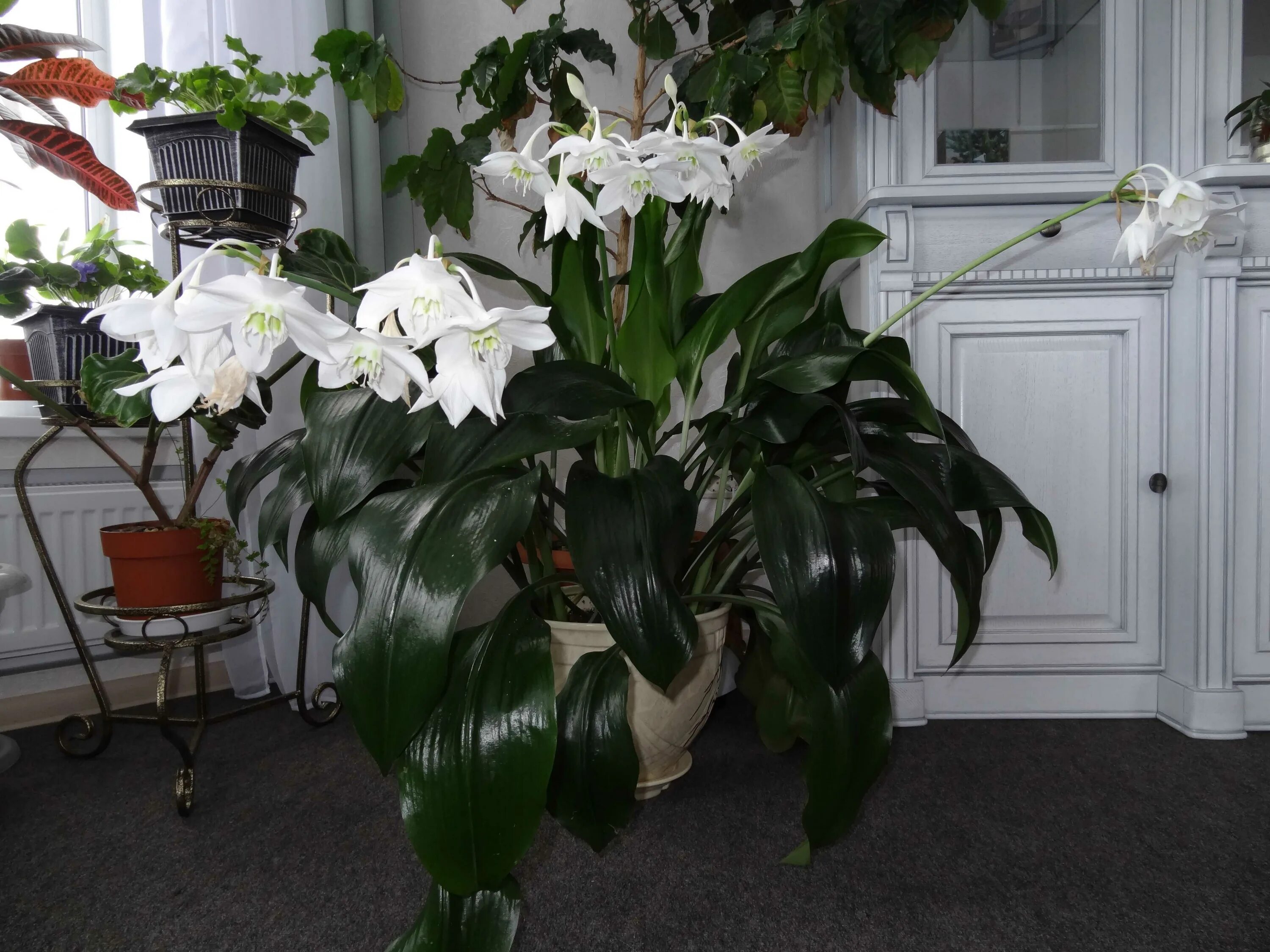 Лилия домашний цветок эухарис. Эухарис амазонский. Эухарис амазонская лилия. Лилия эухарис. Эухарис, амазонская лилия (eucharis).