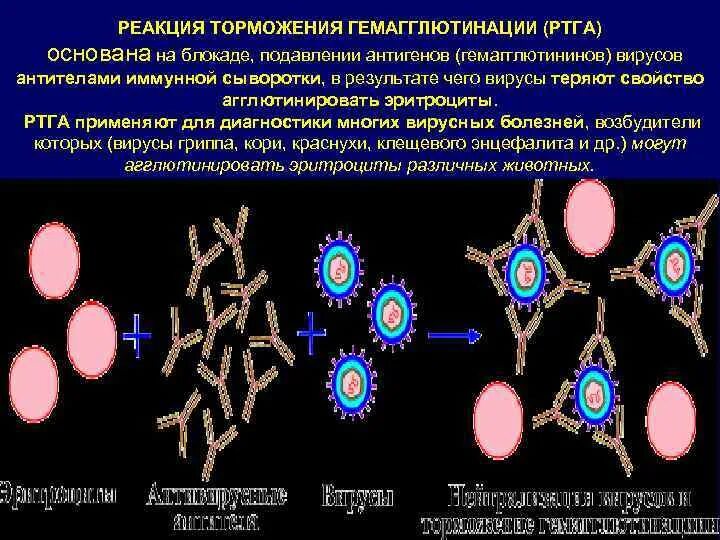 Гемагглютинация это