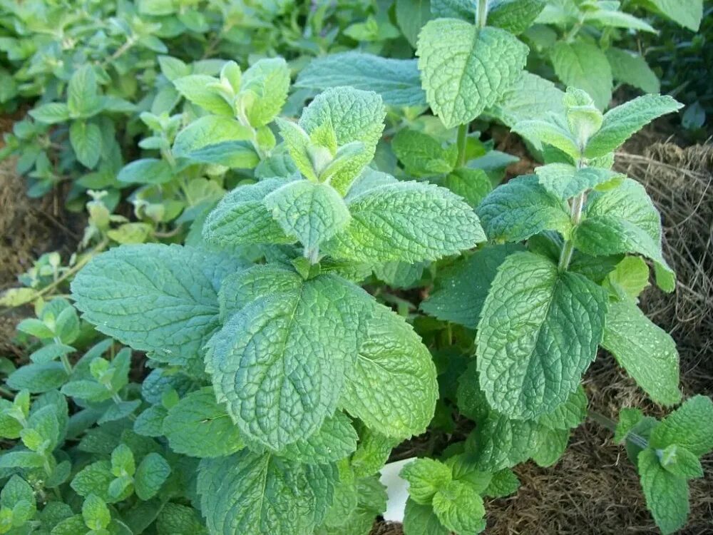 Мята большая садовая. Mentha spicata мята колосистая. Мята aalbes. Mentha spicata мята колосистая. Мята перечная (mentha piperita).