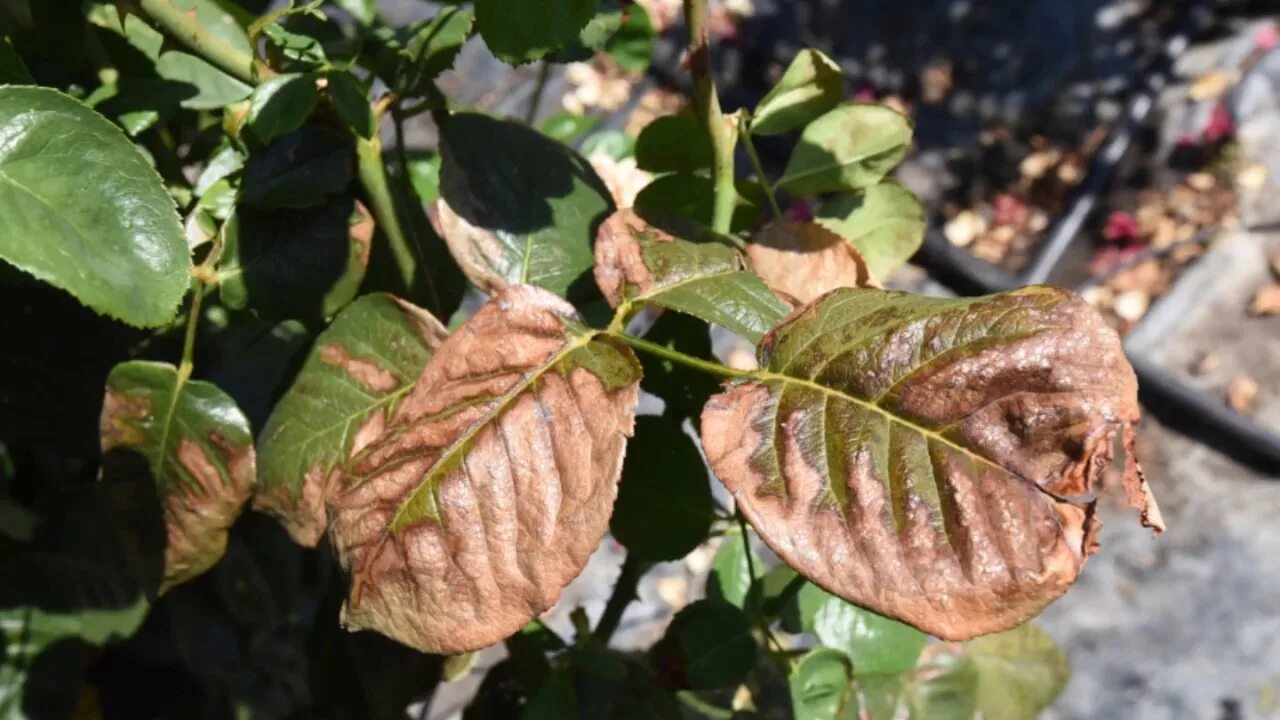 Rose Tip - Leaf Burn Rose, Symptoms, Causes & Cures - YouTube