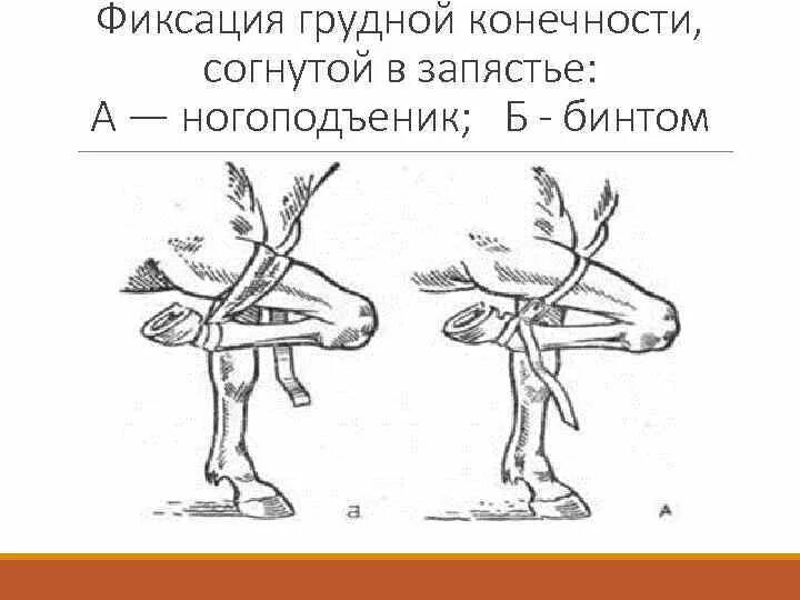 Способы и особенности фиксации конечностей. Фиксация грудной конечности. Фиксация грудной конечности конечность сгибают в запястье. Фиксация конечностей у животных. Глухая фиксация.