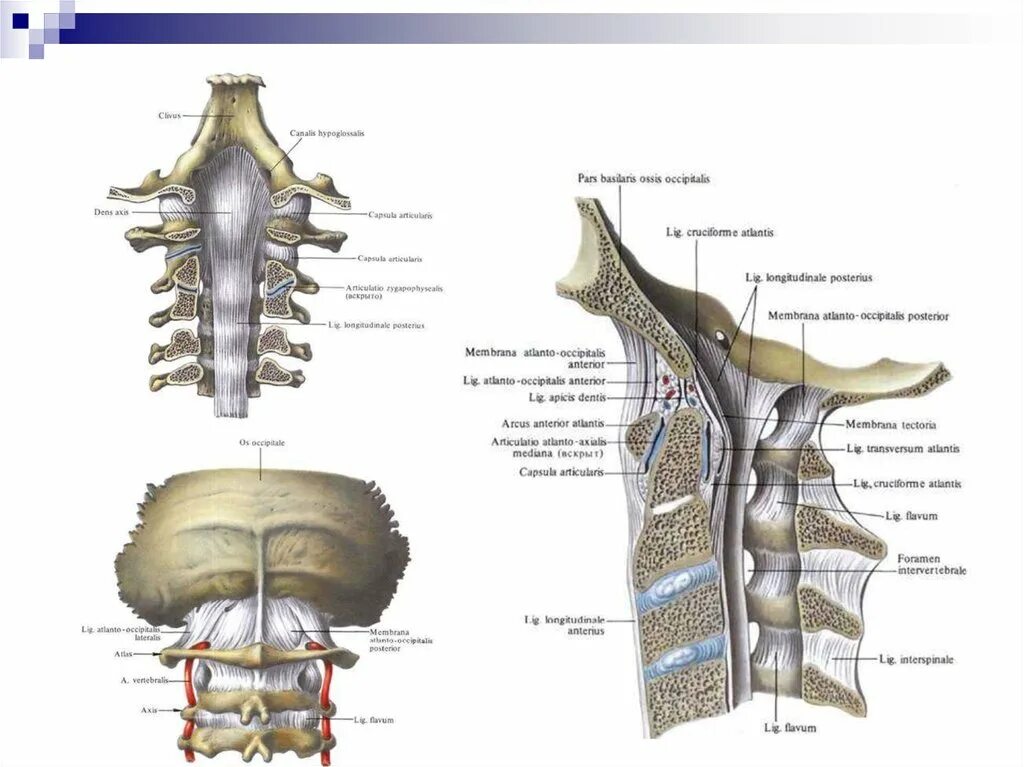 Атлантозатылочный сустав связки шейного отдела позвонка. Соединения позвоночного столба шейный отдел. Связки и суставы позвоночного столба анатомия. Связки шейного отдела позвоночника анатомия.