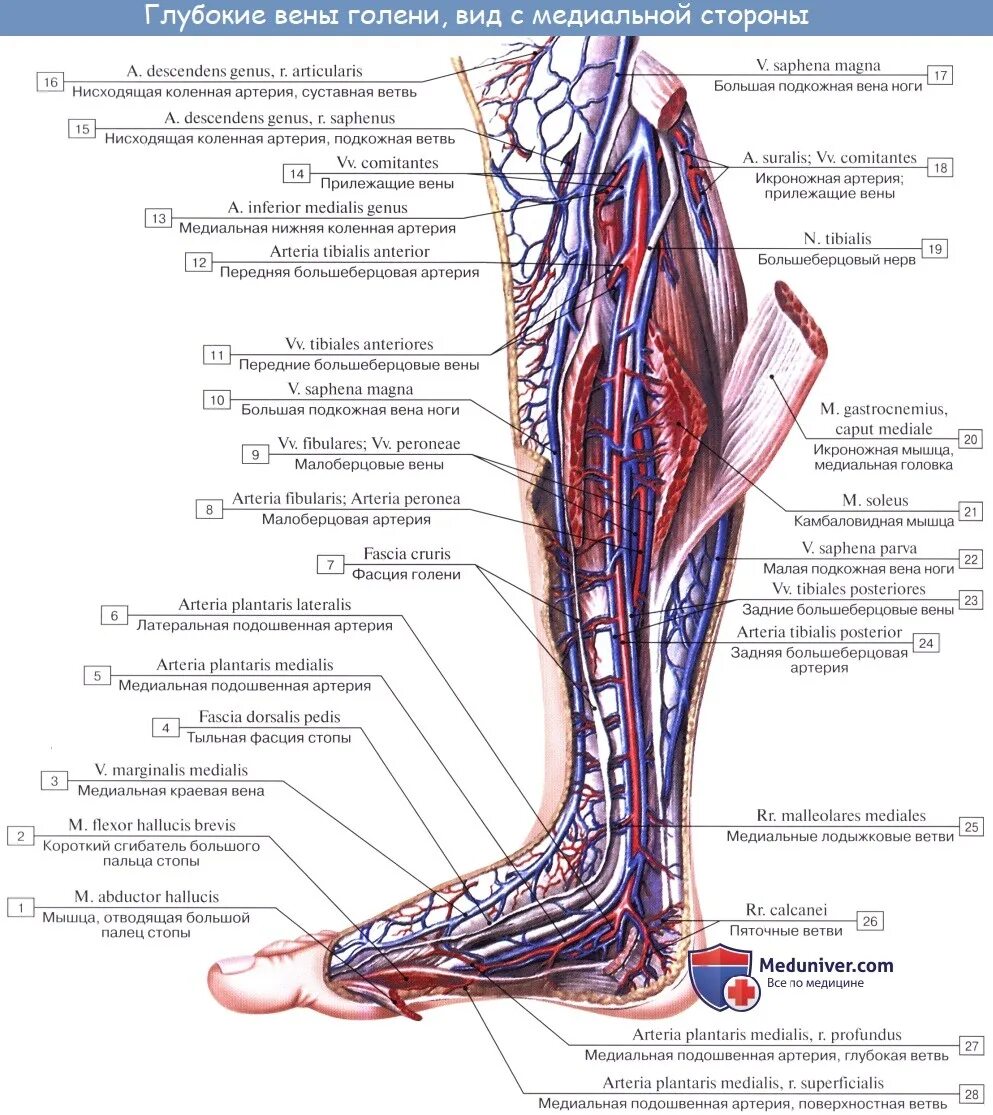 Внутренняя поверхность вены. Камбаловидная Вена анатомия. Анатомия голени сосуды и нервы. Икроножные вены голени анатомия. Задняя большеберцовая Вена анатомия.