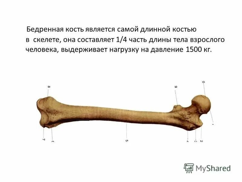 Самая большая кость скелета. Длинная трубчатая кость. Интересные факты о строении тела человека. Бедренная кость анатомия скелет. Бедренная кость на теле человека.