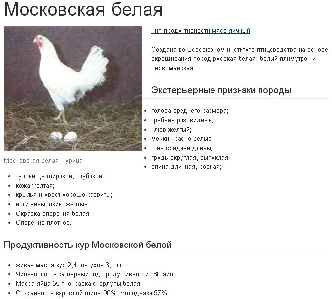 леггорн куры. леггорн белый стандарт. леггорн белый стандарт породы. куры ломан вайт. леггорн белый стандарт породы.