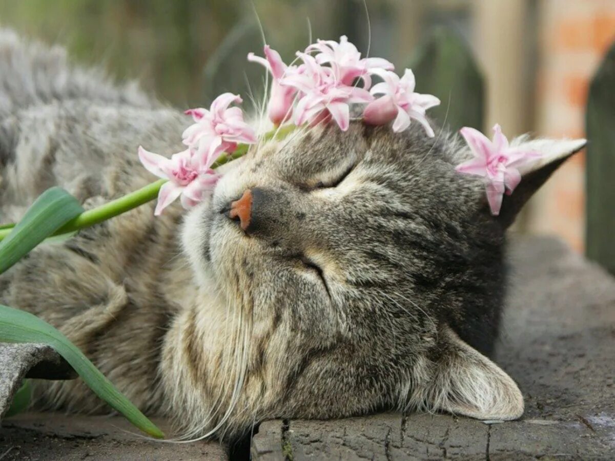 Кошечка с цветами. Кошки весной. Весенняя кошка. Котик с цветочком. Котик с тюльпанами