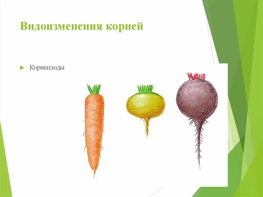 Видоизмененный корень имеется у. Корнеплоды видоизменения корня. Видоизмененные корни корнеплоды.